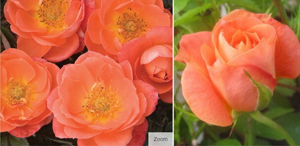 Amber Sunblaze® - Янтарный блеск.Самые маленькие в мире розы. Миниатюрные сорта роз и особенности ухода.
