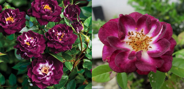 Миниатюрная фиолетовая роза Diamond Eyes - Бриллиантовые глаза Самые маленькие в мире розы. Миниатюрные сорта роз и особенности ухода.